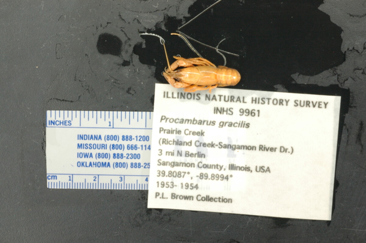 Procambarus gracilis image